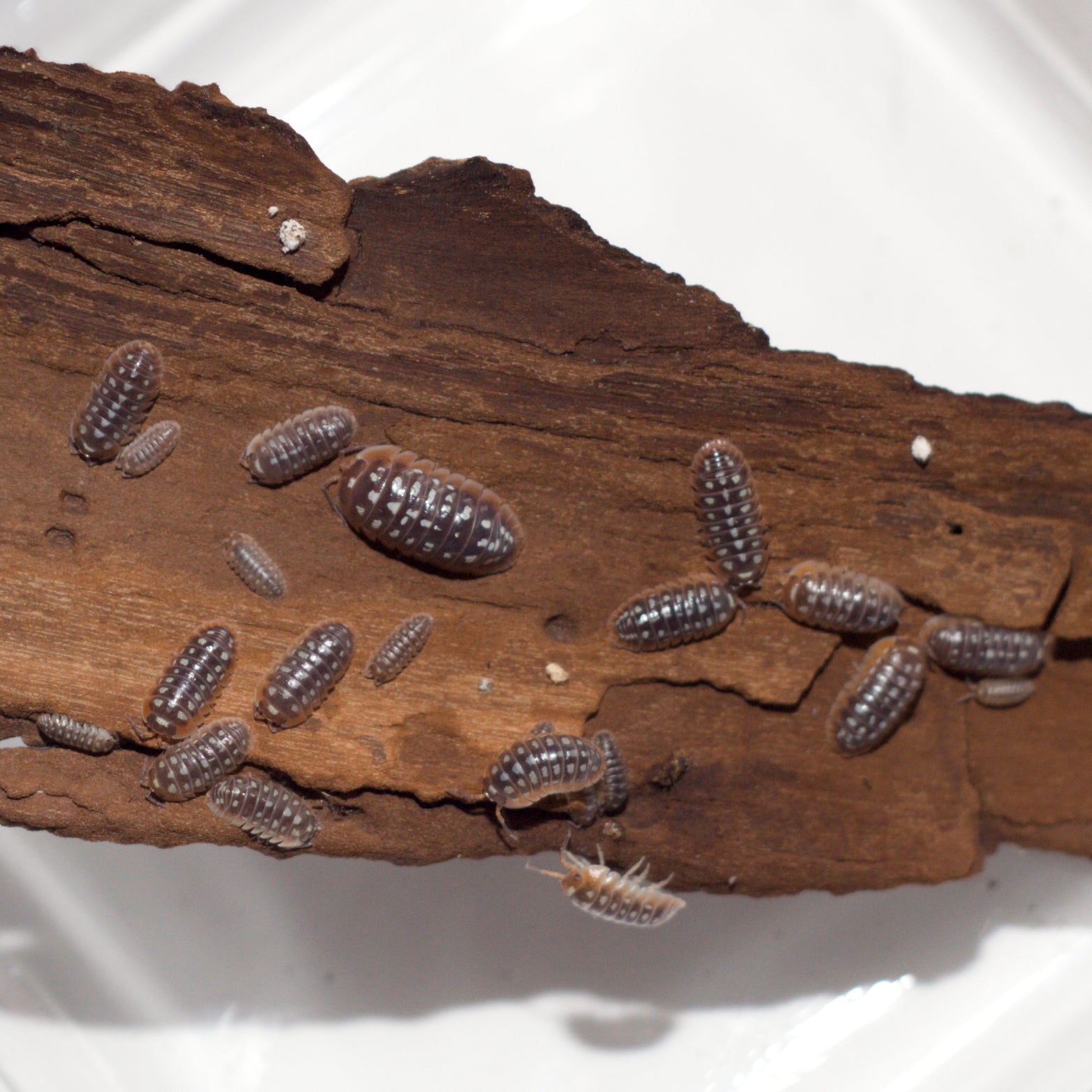 Armadillidium cetinjense (ex flavoscutatum)