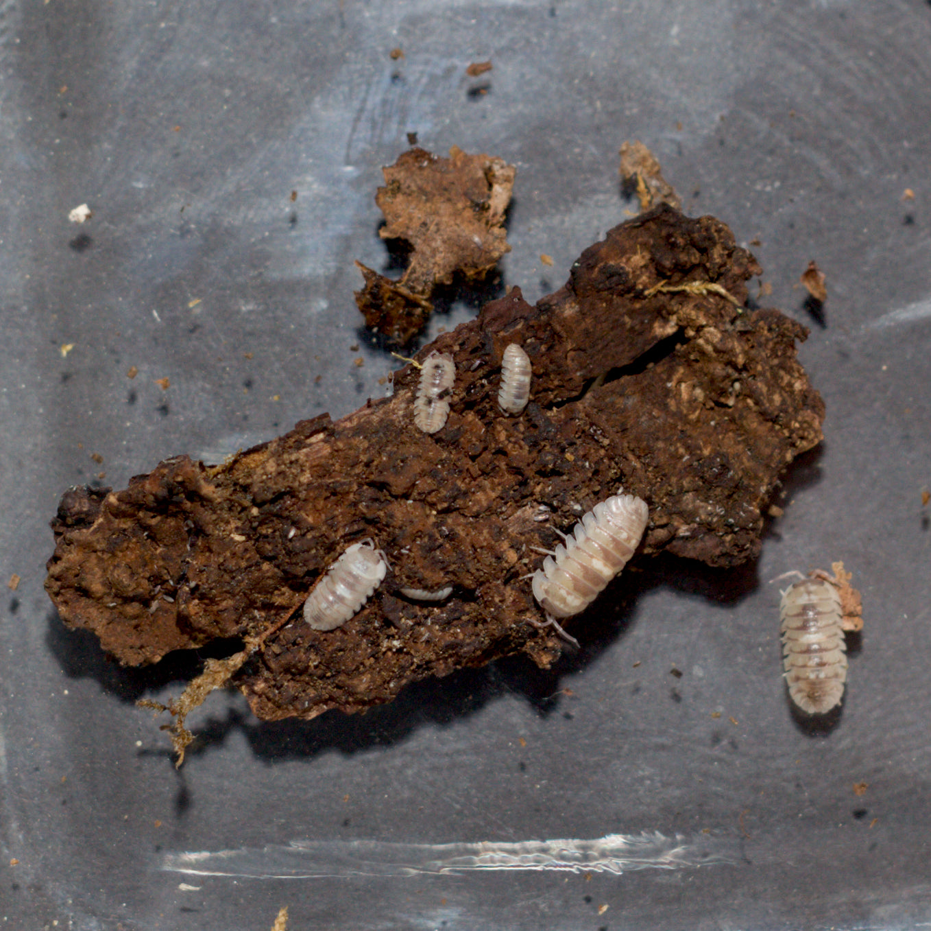 Armadillidium espanyoli 'Marbelized'