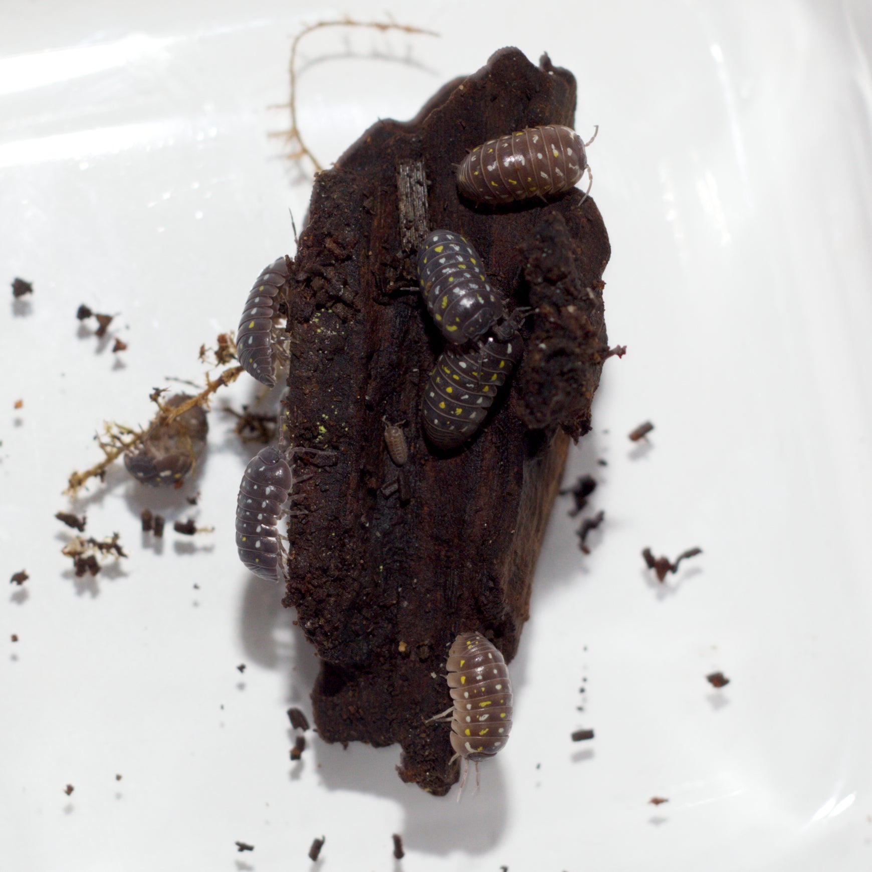 Armadillidium frontetriangulum 'Corfu'