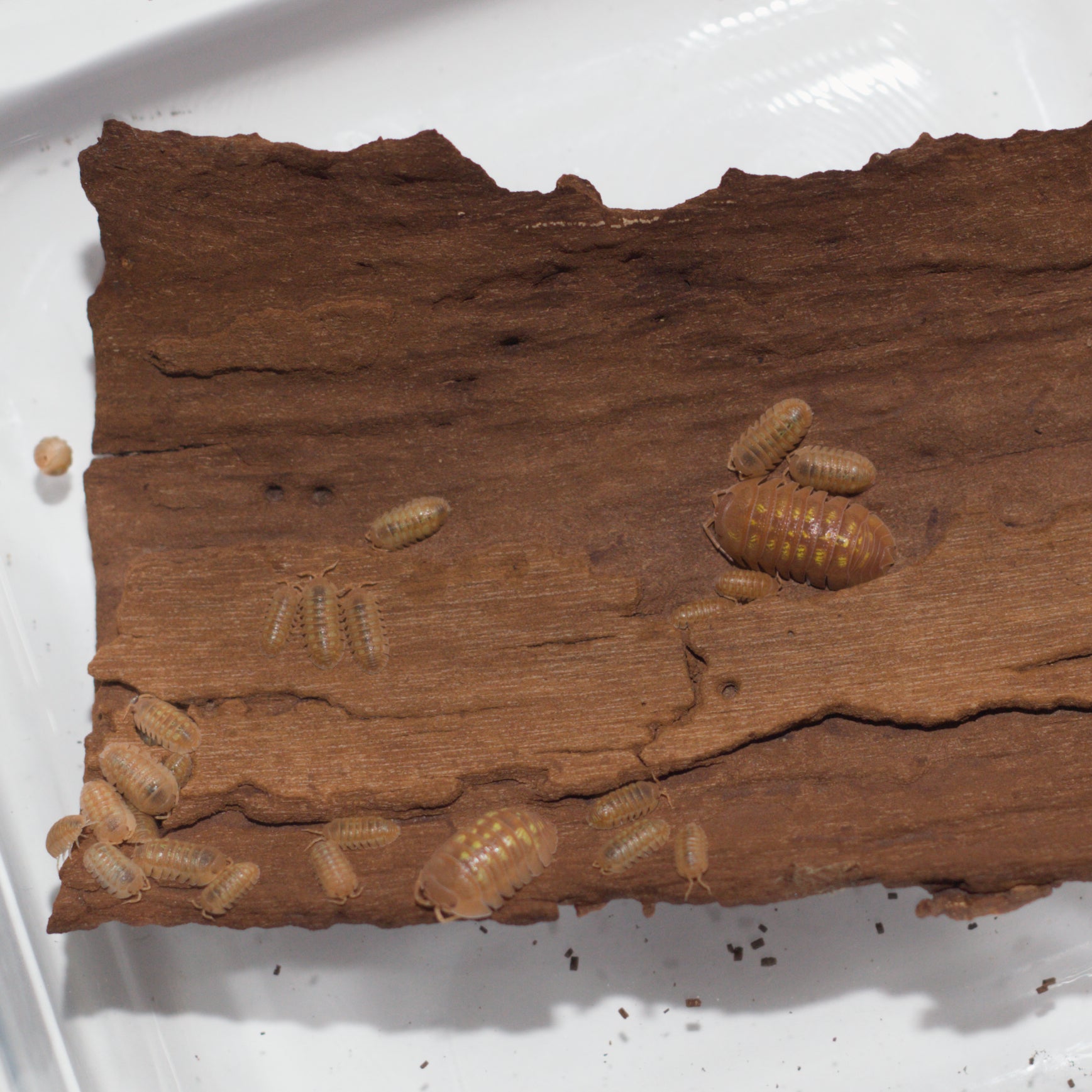 Armadillidium granulatum "Naranjito"