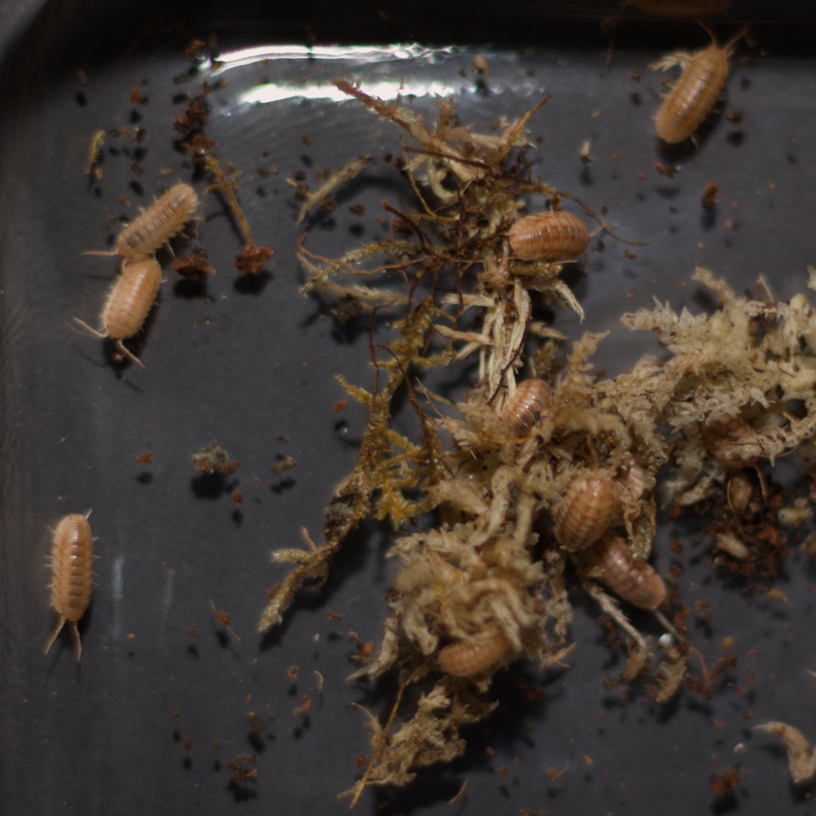 Armadillidium nasatum 'Peach'