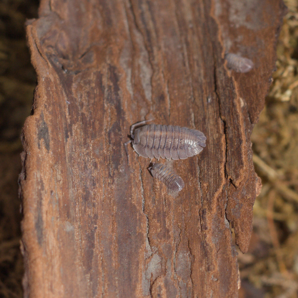Armadillidium pallasii ‚Corfu‘