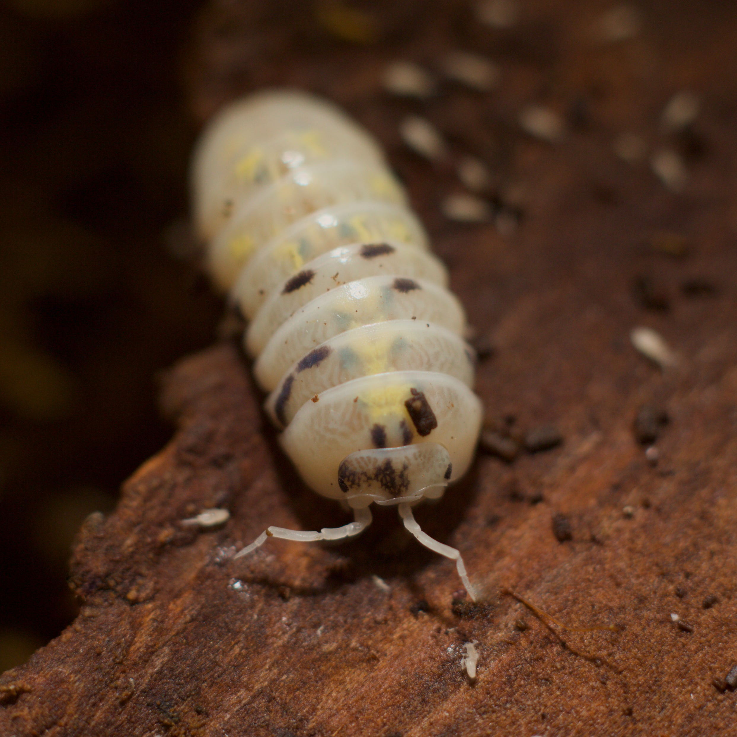 Armadillidium vulgare 'Magic Potion'