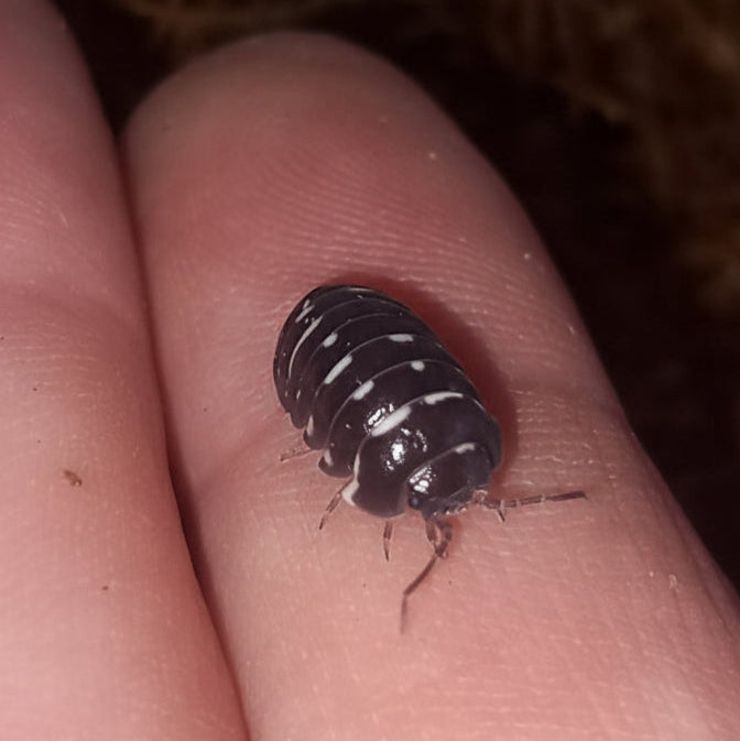 Armadillidium corcyraeum