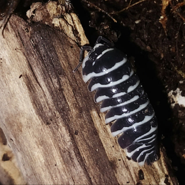 Armadillidium maculatum