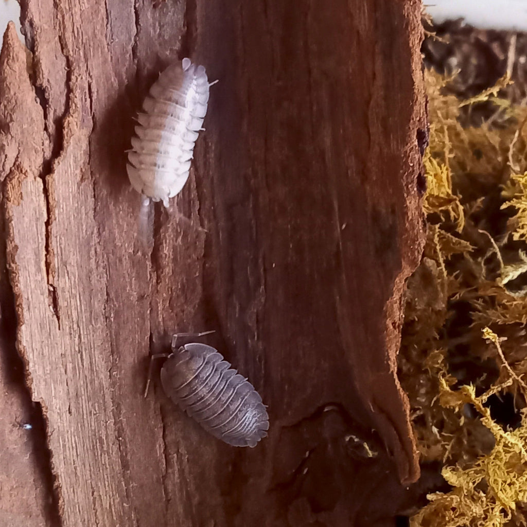 Armadillidium pallasii ‚Corfu‘