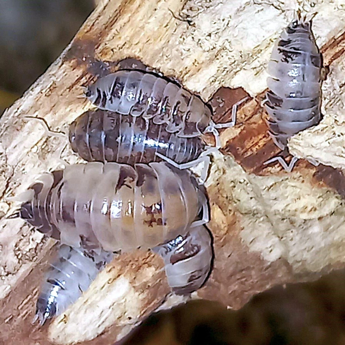 Cylisticus convexus 'Ukraine Pied'