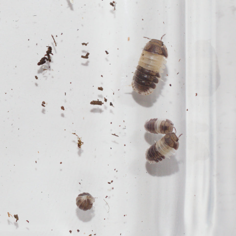 Cubaris 'Panda King'