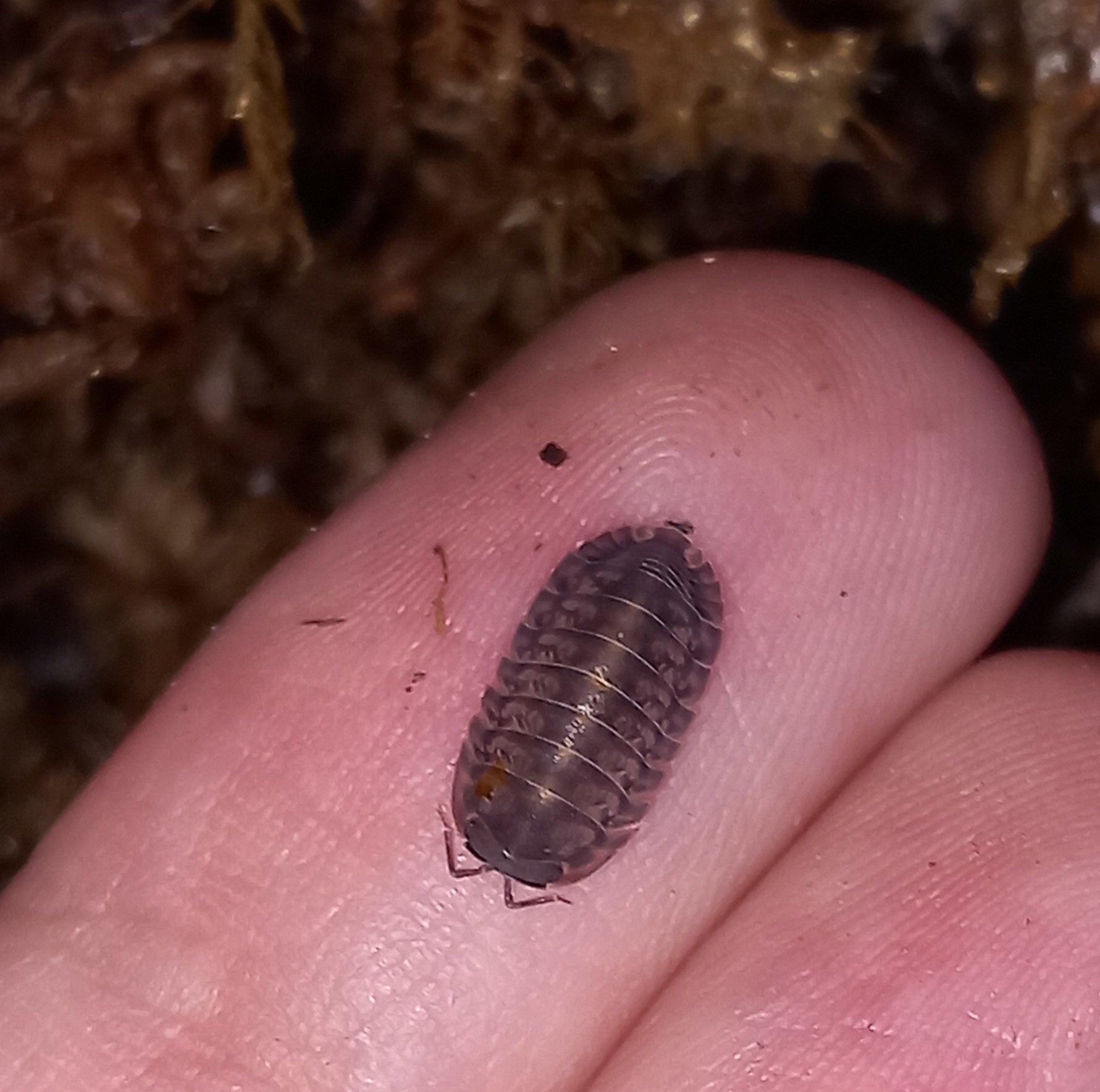 Cubaris 'Platin Tung Song'