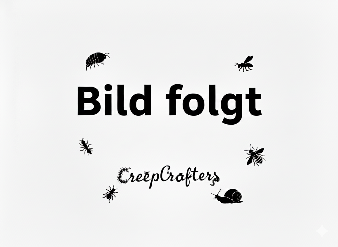 Armadililidium maculatum 'Chocolate'