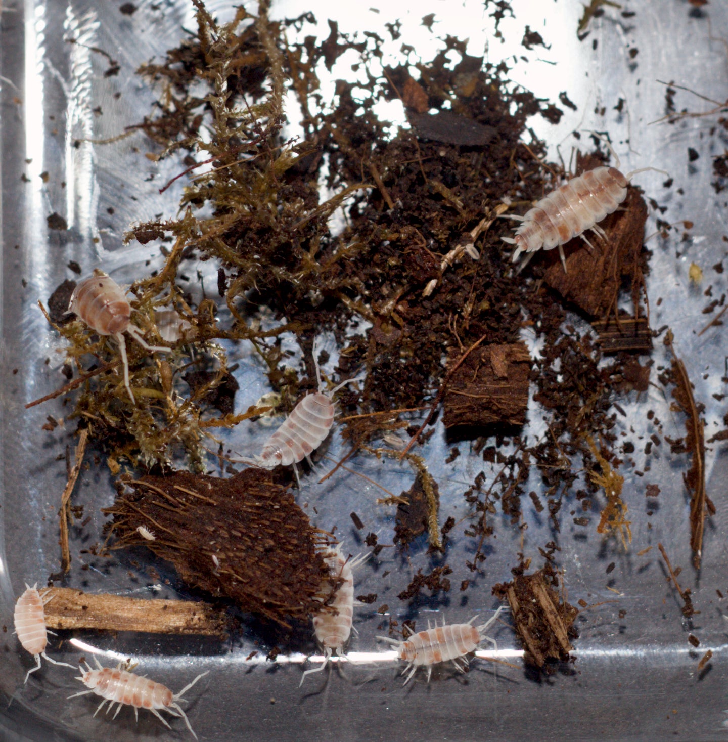 Porcellionides pruinosus 'Orange Koi'