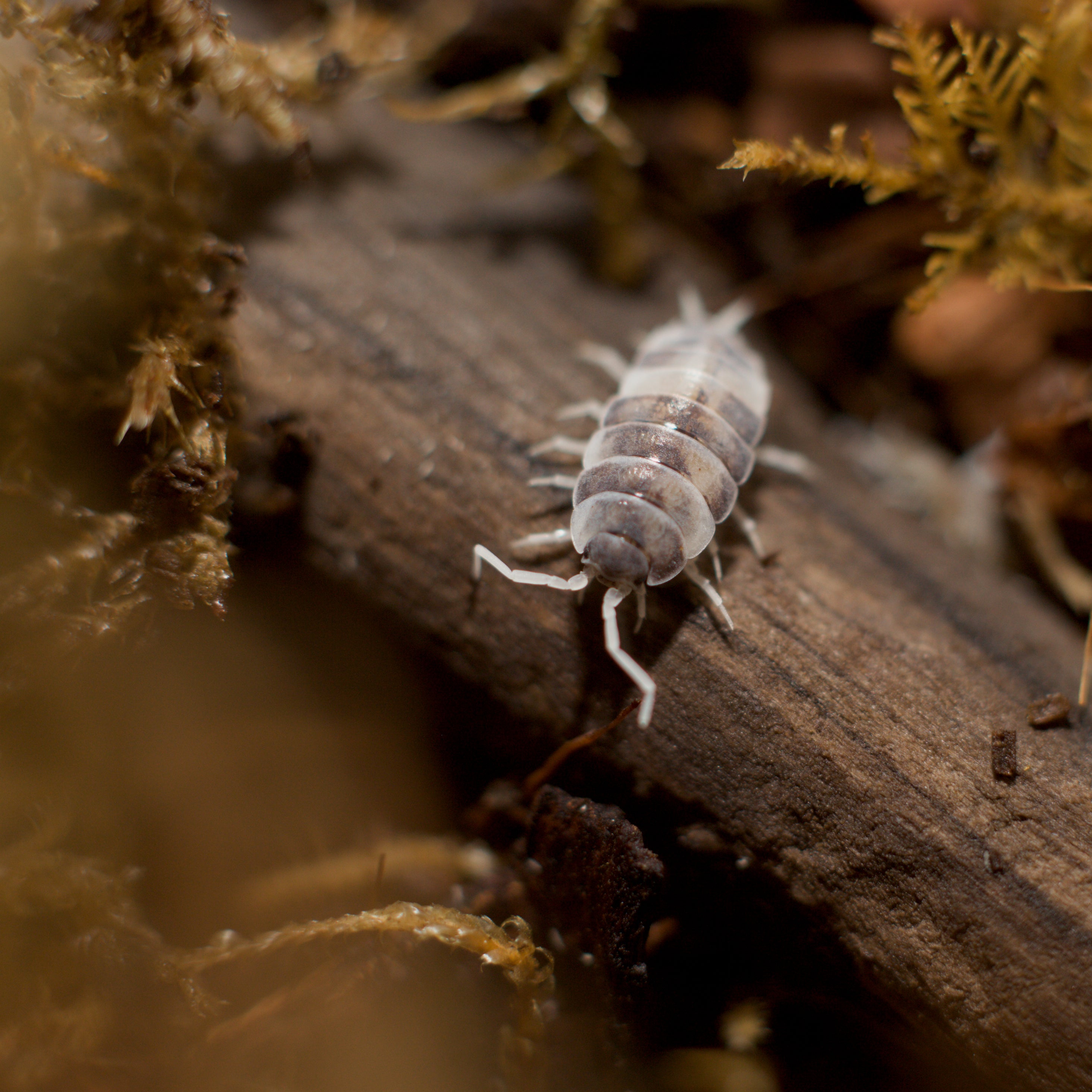 Porcellionides pruinosus 'Oreo Crumble'