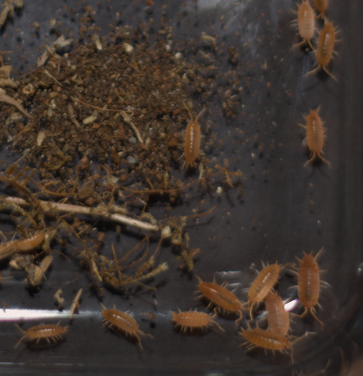 Porcellionides pruinosus 'Powder Orange'