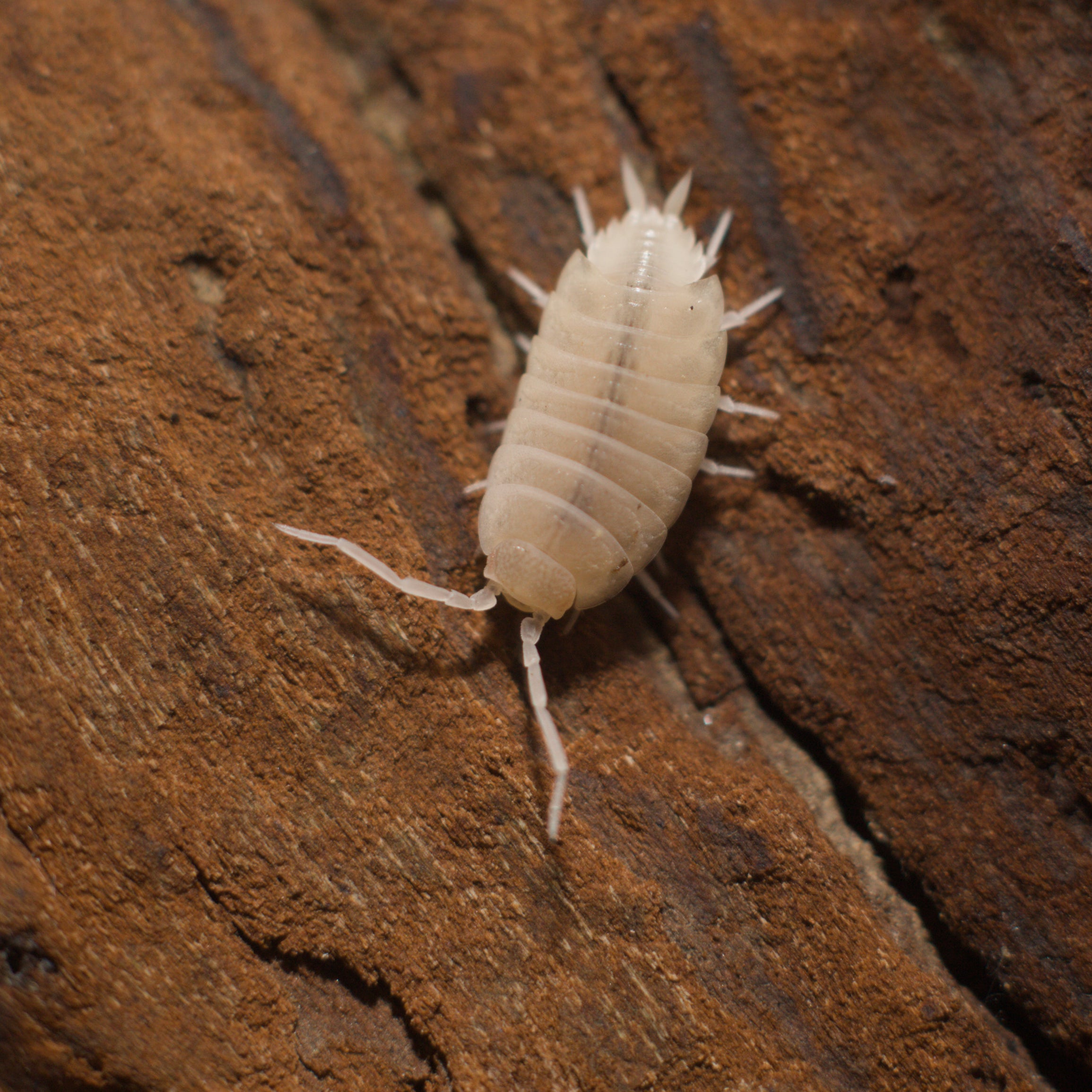 Porcellionides pruinosus 'Whiteout'