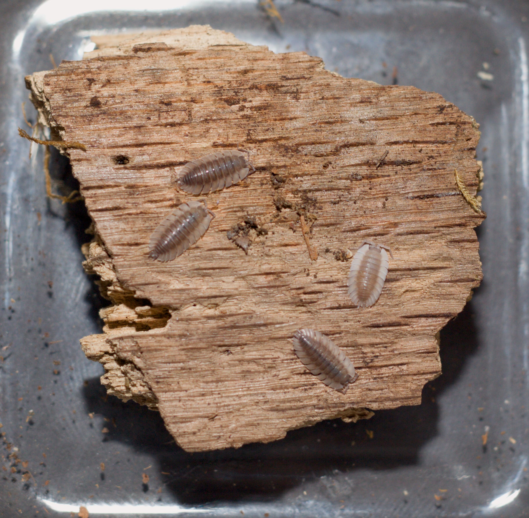 Trachelipus trilobatus